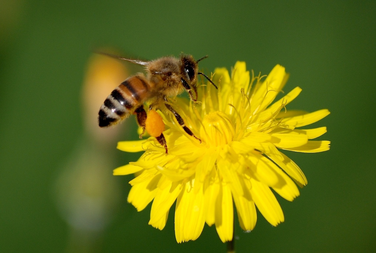 Apis mellifera